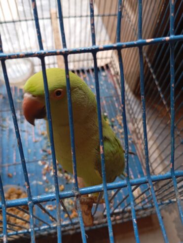 Green parrot