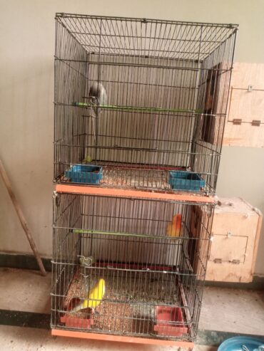 Lovebirds pairs for sale full breader pairs with cage