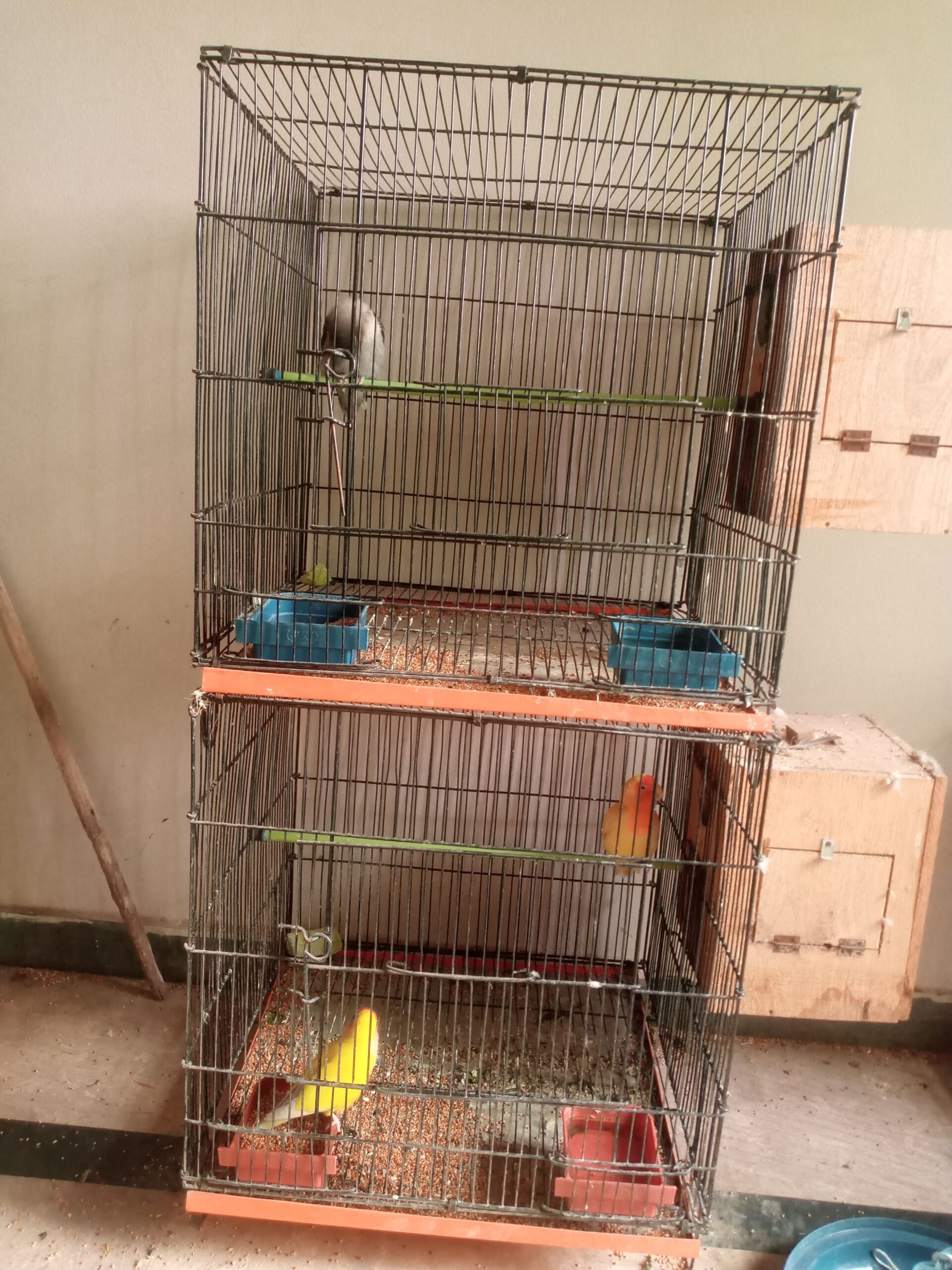 Lovebirds pairs for sale full breader pairs with cage