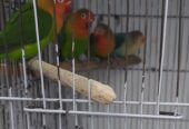 Lovebirds for sale