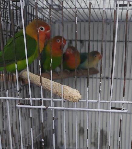 Lovebirds for sale