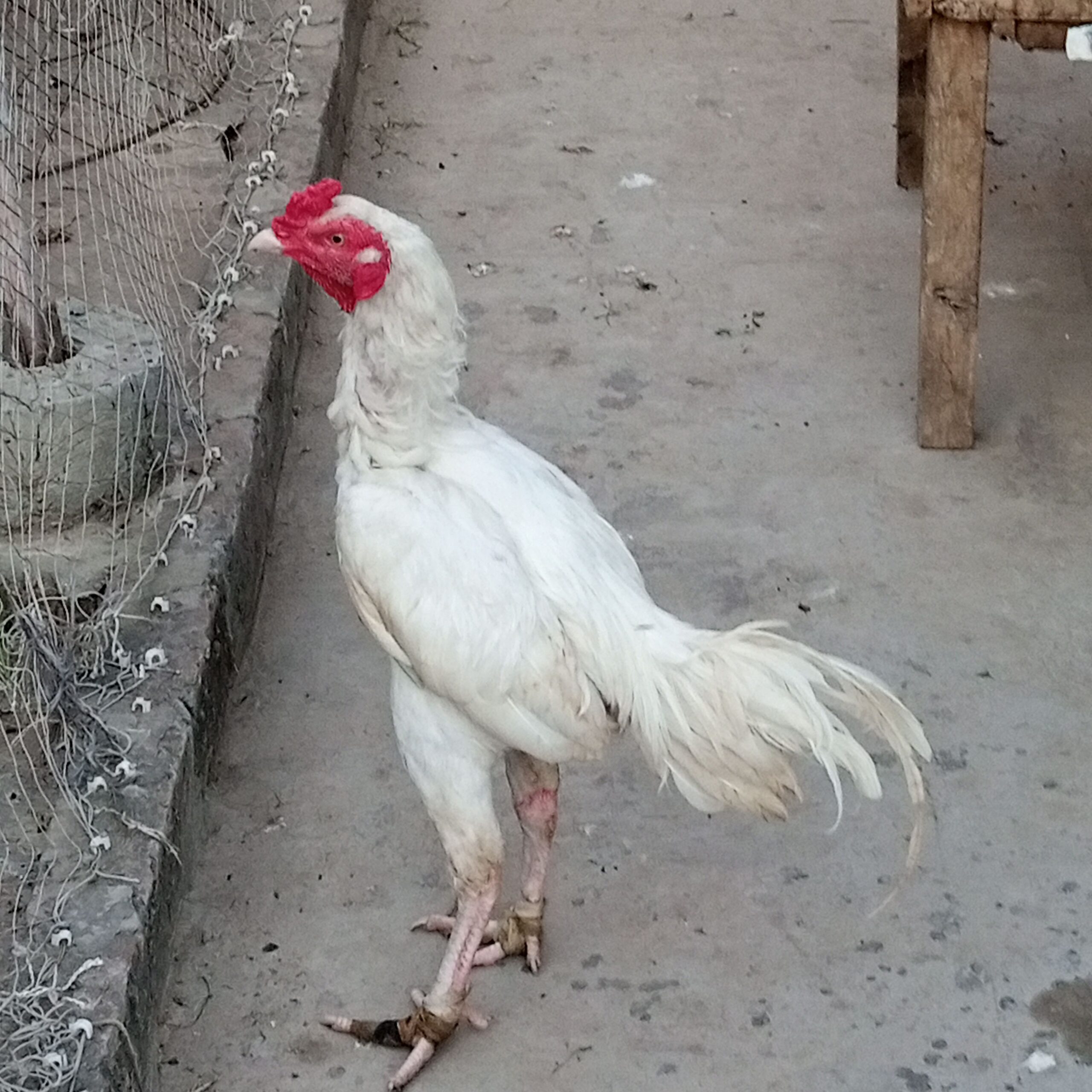 Heera aseel