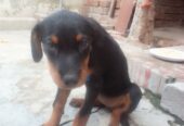 Rotwiller female 3 month ki