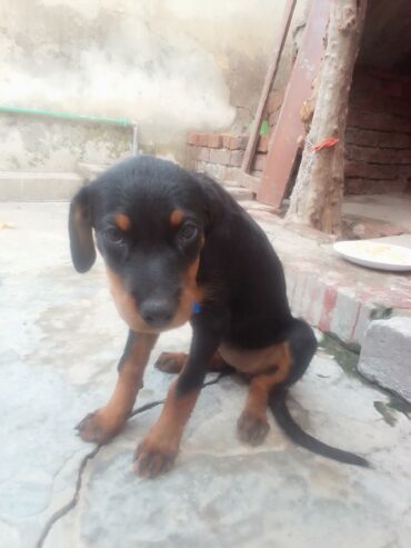 Rotwiller female 3 month ki