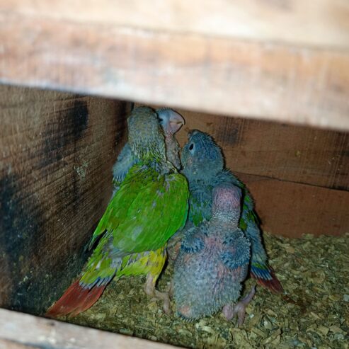 Painapple conure red factor