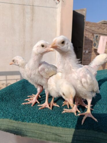 Heera Aseel Chicks