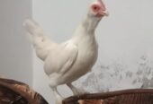 Mili flower bantam size female