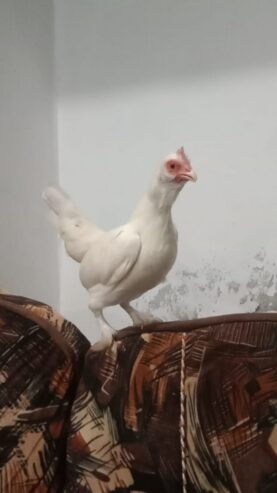 Mili flower bantam size female