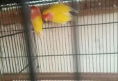 Lotion and colour love birds breeder pair for sale