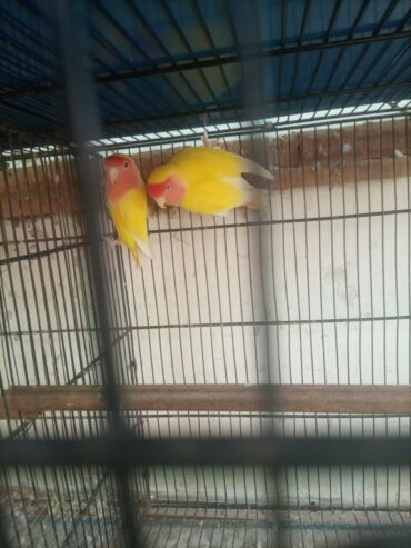 Lotion and colour love birds breeder pair for sale