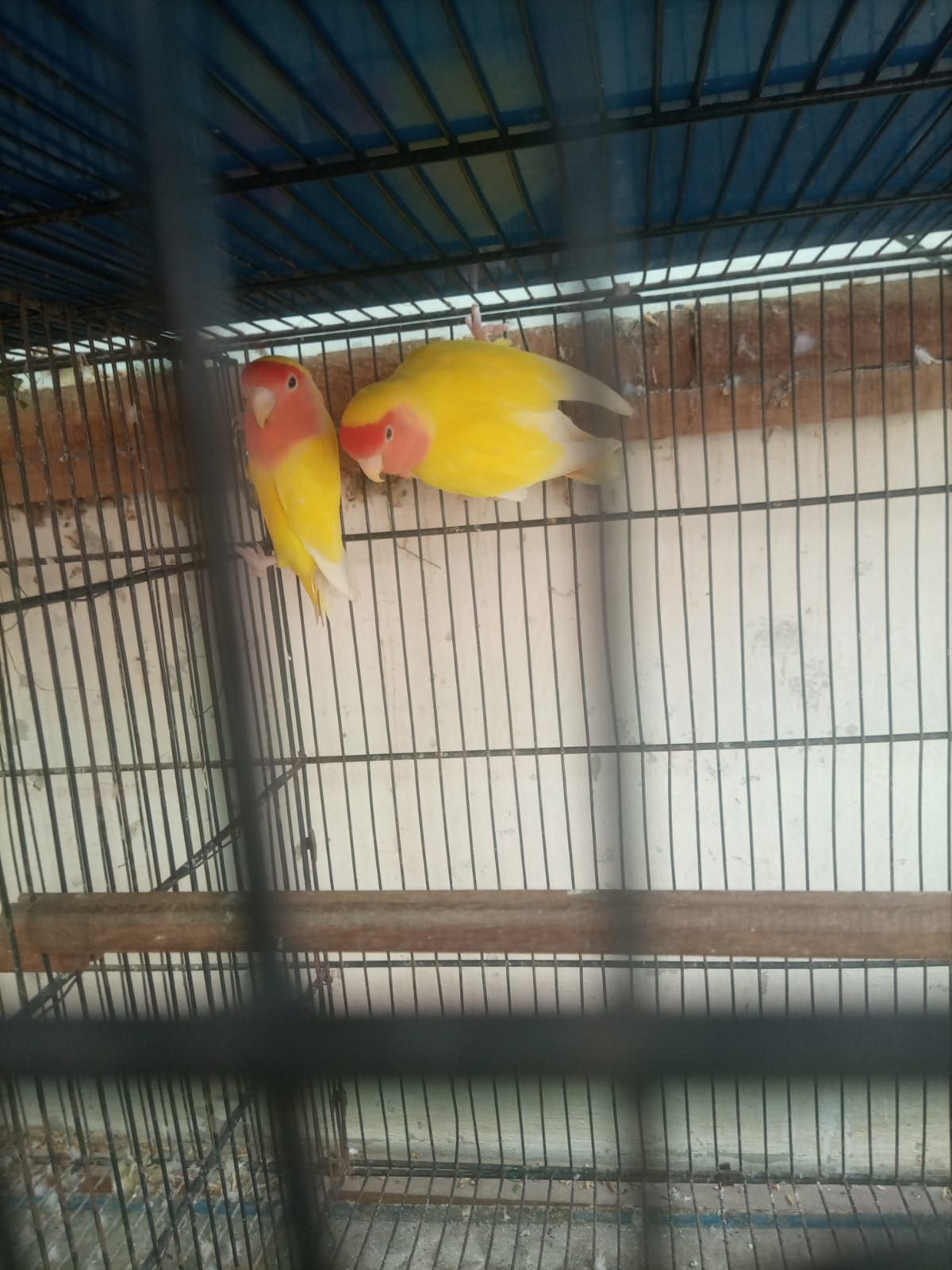 Lotion and colour love birds breeder pair for sale