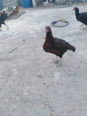 Aseel hens for sale.