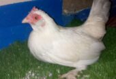 Mili flower bantam size female