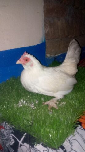 Mili flower bantam size female