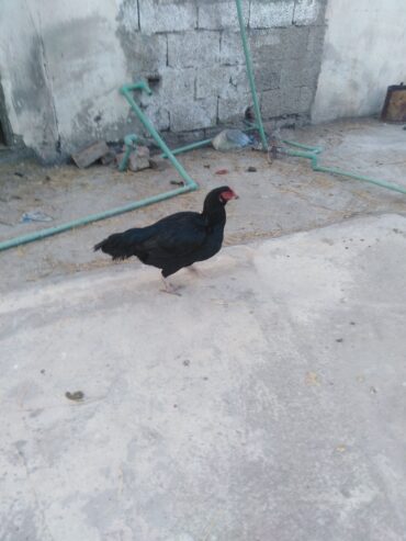 Aseel hens for sale.