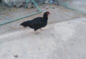 Aseel hens for sale.