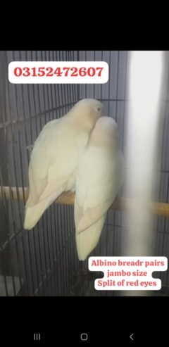 Albino split of Red eyes