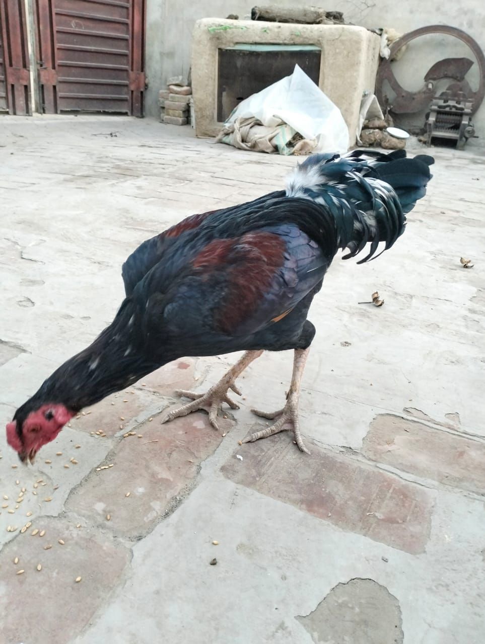 🥰 MashAllah 🗣 (Original) 🐓 pakistani blood line 💢Very Hight Quality pakistani Blood line 🧬Quality speak its self 🌐 location dharawala 🚒 cargo Available 🔊 call and WhatsApp massage 💲 9000 📞 03258502445