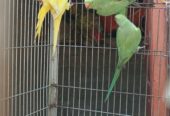 RAW/ Yellow RingNeck Parrots