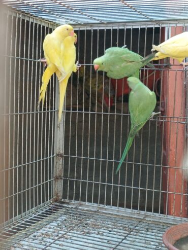 RAW/ Yellow RingNeck Parrots