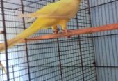 Yellow RingNeck Patha