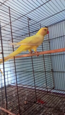 Yellow RingNeck Patha