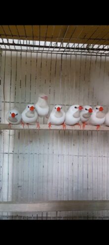 Albino shaftail,albino cut throat,silver diamimond firetail