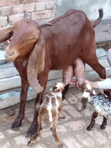 Goat pure breeder