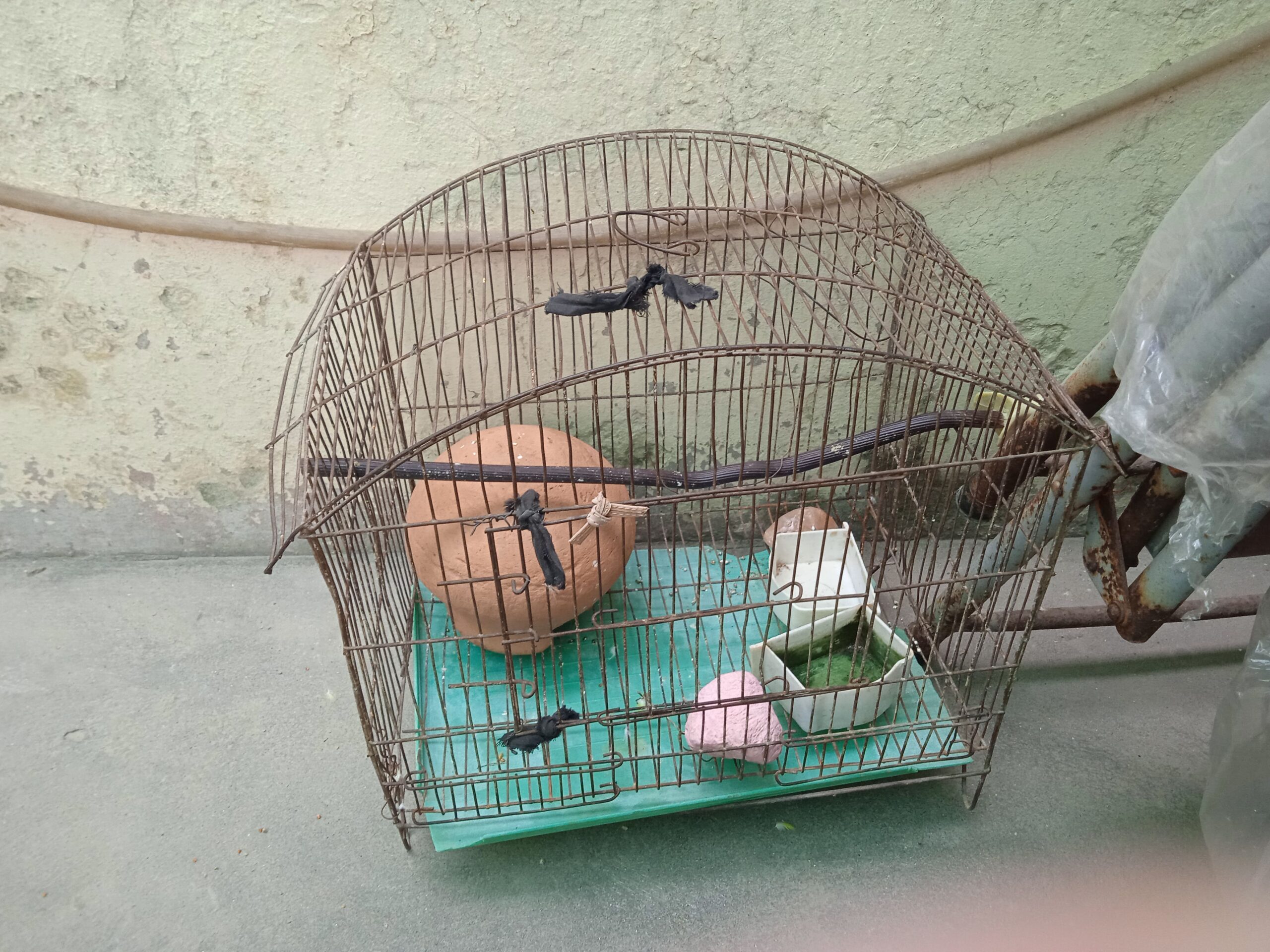Parblue split ino breeder pair