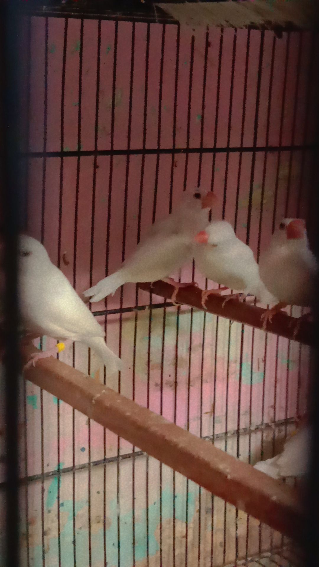 java white and gray pathy