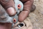 China dove diamond breeder pair