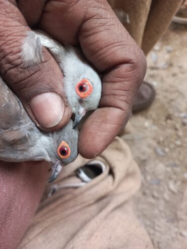 China dove diamond breeder pair