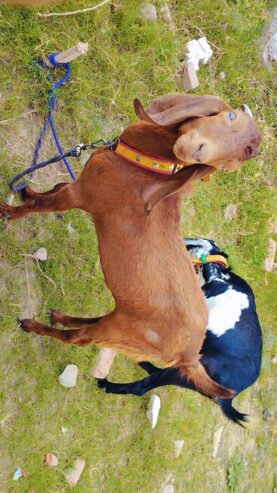 Desi Bakra Pair