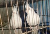 Parrots Cockatiel Eno Pair