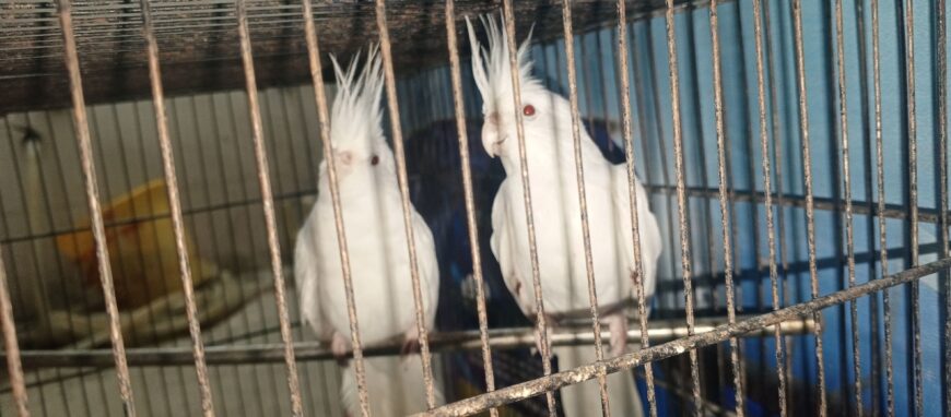 Parrots Cockatiel Eno Pair