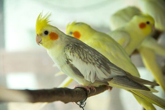 Cocktails Breeder Pair