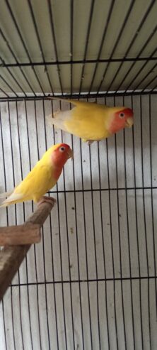 Coman Lutino breeder pair