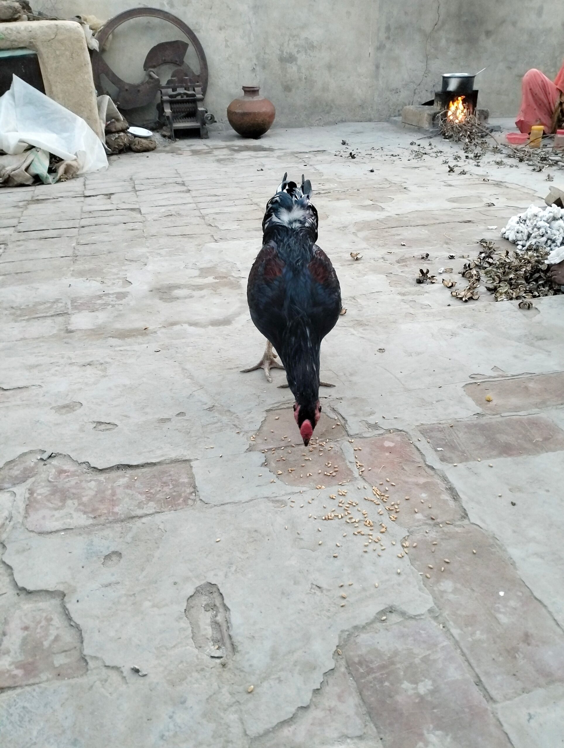 🥰 MashAllah 🗣 (Original) 🐓 pakistani blood line 💢Very Hight Quality pakistani Blood line 🧬Quality speak its self 🌐 location dharawala 🚒 cargo Available 🔊 call and WhatsApp massage 💲 9000 📞 03258502445