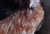 Fancy Rooster available