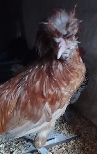 Fancy Rooster available