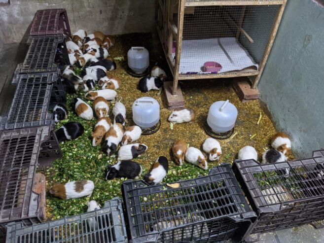 GUINEA PIG/ENGLISH CAVIES