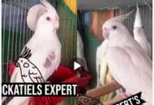 Cockatiel’s Experts