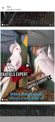 Cockatiel’s Experts