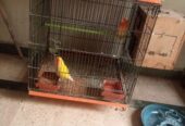 Lovebirds for sale full breader pairs with cage