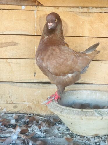 Pigeon Mutina king pair Healthy and active All ok ha