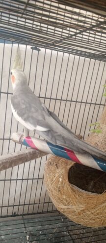 Parrots Cockatiel Pair