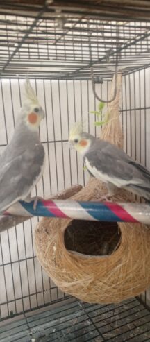 Parrots Cockatiel Pair