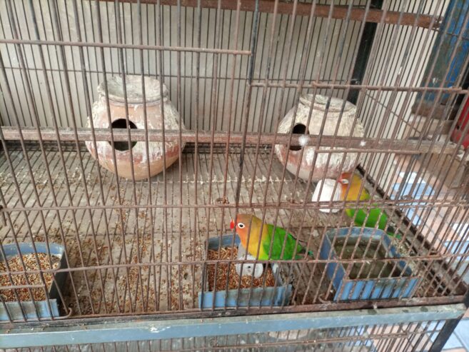 Whole cage with birds