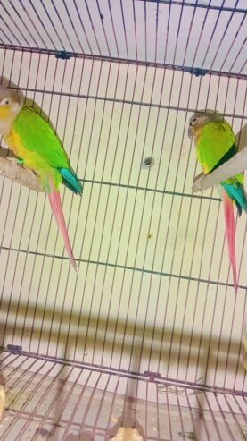 Love bird