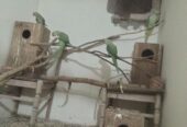 Raw parrots breader pair